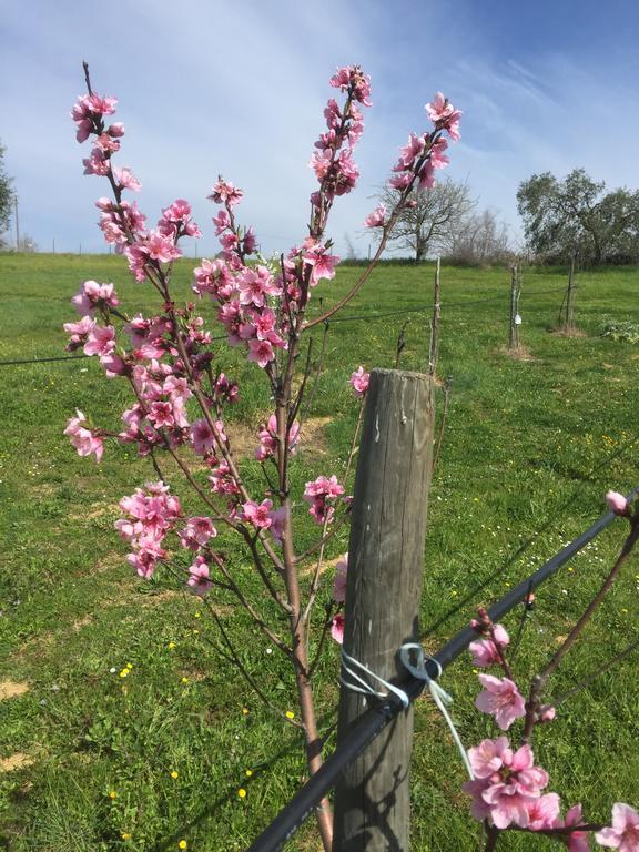Agriturismo Prati Degli Orti Montiano  Bagian luar foto