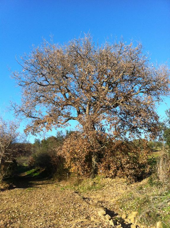 Agriturismo Prati Degli Orti Montiano  Bagian luar foto